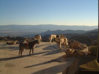 Gathering of the Clan