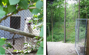 Kennels