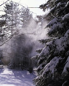 Curiann North Winter