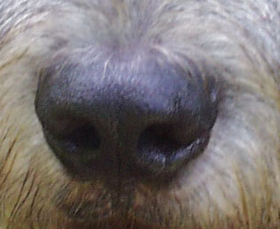 Star's nose