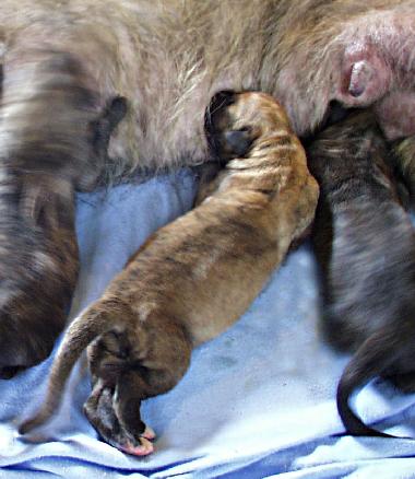 Star's litter