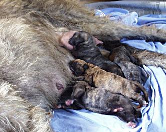 Star's litter