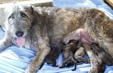 Star's litter