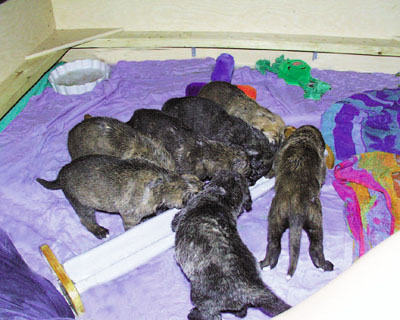 Star's litter