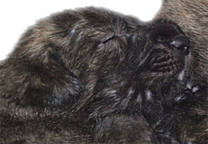 Star's litter