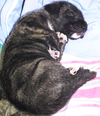 Star's litter