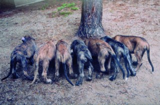 Puppies at the trough