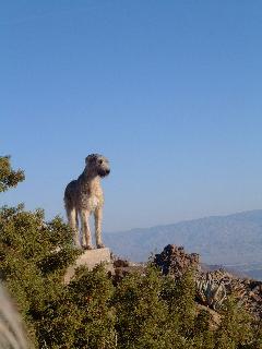 Lone wolfie Rocksy
