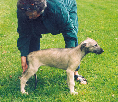 Puppy Training