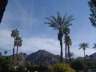 Palm desert landscape