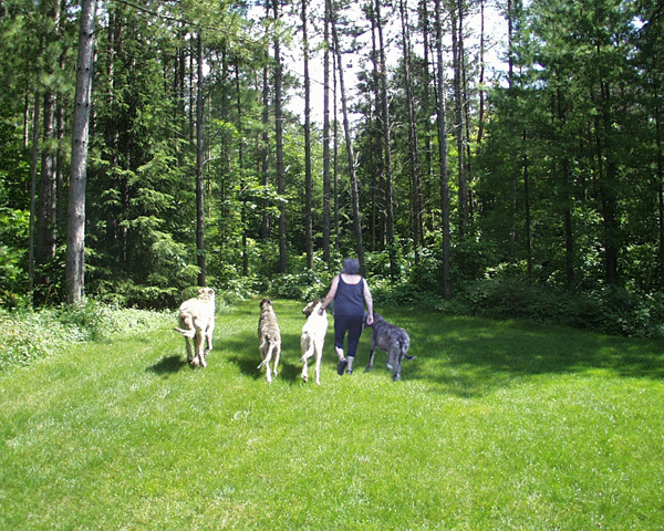 Heading for the Woods